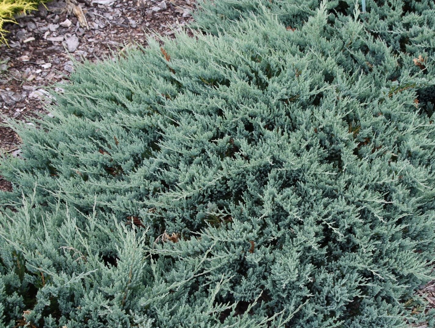 Juniperus horizontalis 'Blue Chip'